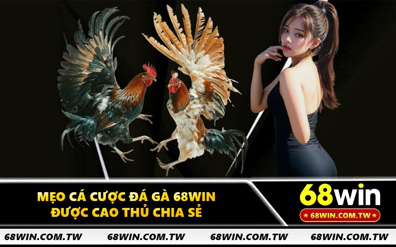 Mẹo cá cược đá gà 68WIN được cao thủ chia sẻ